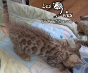 Chat-bengal-Curly 2016-02-27 (4)
