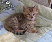 Chat-bengal-Curly 2016-02-29 (1)