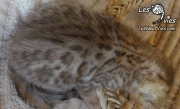 Les-Trois-Stooges-CURLY (web) 2016-02-17 (1)