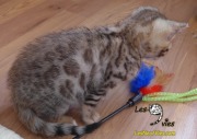 Chat-Bengal-Larry 2016-02-27 (1)