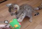 Chat-Bengal-Larry 2016-02-27 (11)
