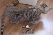 Chat-Bengal-Larry 2016-02-27 (6)