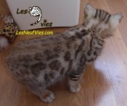Chat-Bengal-Larry 2016-02-27 (7)