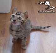 Chat-Bengal-Larry 2016-02-27 (9)