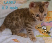 Chat-bengal-LARRY 2016-03-08 (11)
