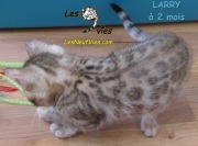 Chat-bengal-LARRY 2016-03-08 (3)