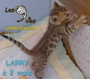 Chat-bengal-LARRY 2016-03-08 (4)