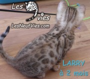 Chat-bengal-LARRY 2016-03-08 (5)