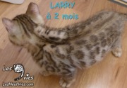 Chat-bengal-LARRY 2016-03-08 (7)