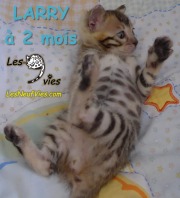 Chat-bengal-LARRY 2016-03-08