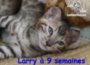 Chat-bengal-LARRY 2016-03-16 (2)