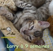 Chat-bengal-LARRY 2016-03-16 (3)