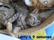 Chat-bengal-LARRY 2016-03-16 (4)
