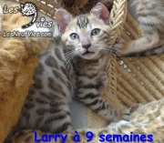 Chat-bengal-LARRY 2016-03-16 (6)