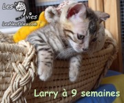 Chat-bengal-LARRY 2016-03-16 (7)