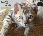 Chat-bengal-LARRY 2016-03-16 (8)