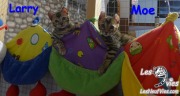 Chat-bengal 2016-03-16 G Larry et D Moe