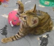 2022-01-09-7-semaines-Daisy-chaton-bengal-4