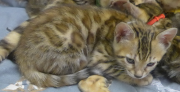 2022-01-26-9-semaines-Daisy-chaton-bengal-3