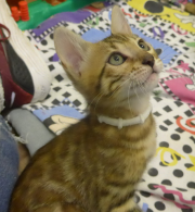 2022-01-26-9-semaines-Daisy-chaton-bengal-5