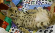 2022-01-26-9-semaines-Daisy-chaton-bengal-7