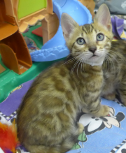 2022-01-26-9-semaines-Daisy-chaton-bengal-8