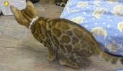 2022-02-25-3-mois-Daisy-chaton-bengal-1