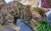 2022-02-25-3-mois-Daisy-chaton-bengal-2