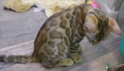 2022-02-25-3-mois-Daisy-chaton-bengal-3