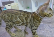 2022-02-25-3-mois-Daisy-chaton-bengal-4