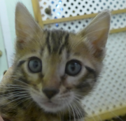 2022-01-09-7-semaines-Dingo-chaton-bengal-1