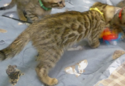 2022-01-26-9-semaines-Dingo-chaton-bengal-1