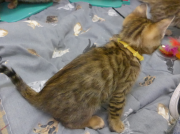 2022-01-26-9-semaines-Dingo-chaton-bengal-2