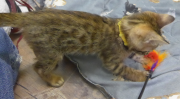 2022-01-26-9-semaines-Dingo-chaton-bengal-3