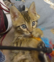 2022-01-26-9-semaines-Dingo-chaton-bengal-4