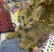 2022-01-26-9-semaines-Dingo-chaton-bengal-5