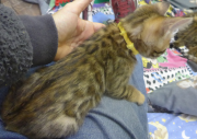 2022-01-26-9-semaines-Dingo-chaton-bengal-6