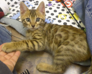 2022-01-26-9-semaines-Dingo-chaton-bengal-7