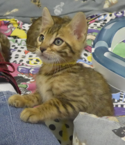 2022-01-26-9-semaines-Dingo-chaton-bengal-8