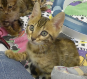 2022-01-26-9-semaines-Dingo-chaton-bengal-9