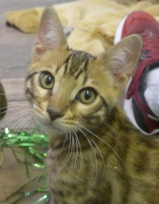 2022-02-25-3-mois-Dingo-chaton-bengal-1