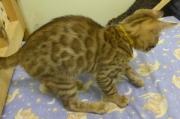 2022-02-25-3-mois-Dingo-chaton-bengal-2