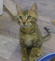 2022-02-25-3-mois-Dingo-chaton-bengal-3