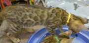 2022-02-25-3-mois-Dingo-chaton-bengal-4