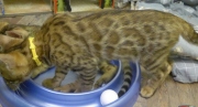 2022-02-25-3-mois-Dingo-chaton-bengal-7