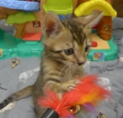 2022-01-09-7-semaines-Donald-chaton-bengal-4