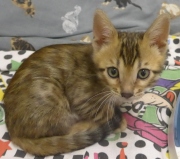 2022-01-25-9-semaines-Donald-chaton-bengal-1