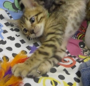 2022-01-25-9-semaines-Donald-chaton-bengal-4