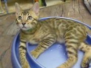 2022-02-25-3-mois-Donald-chaton-bengal-4