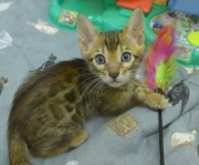 2022-01-09-7-semaines-Mickey-chaton-bengal-1